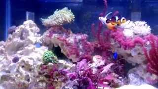 20 gallon reef tank with molly controls algae [upl. by Ijar]