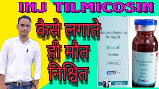 Inj Tilmicosin ।। Tilmicosin Uses ।। Tilmicosin का उपयोग कैसे करे [upl. by Tricia]