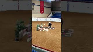 World Champion APHA World Show Yearling In Hand Trail [upl. by Enisaj]