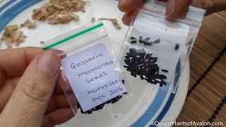 How To Harvest Gasteria Succulent Plant seeds [upl. by Ainyt260]