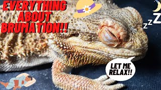 EVERYTHING TO KNOW ABOUT BEARDED DRAGON BRUMATION 2022 SLEEPY TIME [upl. by Seaton]