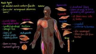 Muscle Types [upl. by Siderf]