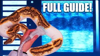 How To Ultrasound Your Ball Python Like a PRO  Expert Tips Inside [upl. by Orodoet774]