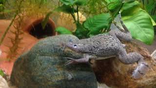 How to care for African Clawed Frogs Xenopus laevis [upl. by Letisha]