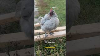 Elsa says BYE to monday work chickens hen funnyanimals lol shortsviral rooster relatable [upl. by Adnawad]