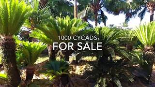 1000 Cycads [upl. by Ecirp]