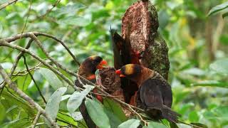 🥸 EL CANTO de las aves tropicales🐦‍⬛🦃quotExplorando el Paraíso La Diversidad de Aves en la Selvaquot [upl. by Adriene]