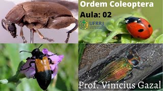 Identificação Principais Famílias de Coleoptera Parte 02 [upl. by Ahs]