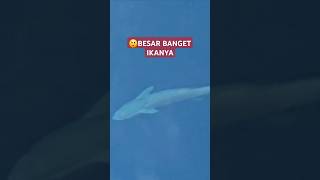 Ikan Remora lagi beraksi travel musicpecintaikan [upl. by Anatollo]