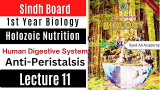 antiperistalasis  human Digestive System  holozoic nutrition  class 11 biology Sindh board [upl. by Sussna]