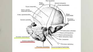 ANATOMİ12KONUCranium Temporal Kemik [upl. by Catto493]