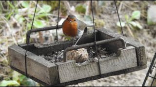 Bird Feeders and Nesting Boxes Live in Switzerlands Live broadcast [upl. by Forsyth]