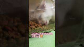 catfood 🥰 cat catlover short shorts shortfeed viralvideo [upl. by Beilul]