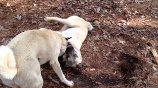 Anatolian Shepherds Wrestling [upl. by Annawd]