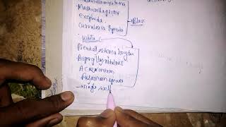 Microbiology of mycetoma [upl. by Oyam]