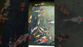 My favourite koi fish collection  Quality matters  koi hobby chennai [upl. by Panaggio68]