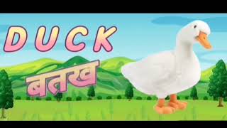 Birds Name English amp Hindi [upl. by Glenn]