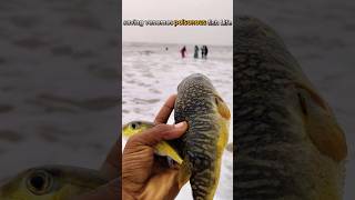 Pufferfish Rescue Mission Saving the Most Poisonous Fish on Earth saveing fishing sea [upl. by Orville805]