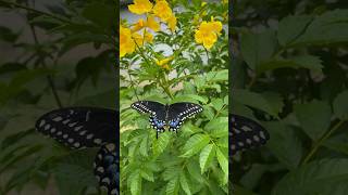 Swallowtail Butterfly [upl. by Essile910]