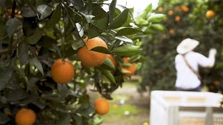 Can Science Save California Citrus From Greening Disease [upl. by Aihsat19]