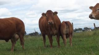 Eyrecourt LImousin Herd [upl. by Niowtna]