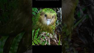 Kakapo The Parrot That Defies Evolution shorts [upl. by Nwhas395]