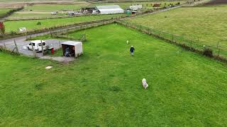 Dugs at the Secure Field Biggar 4k [upl. by Amorete]