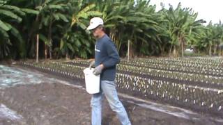 Ladybug Daylilies Fall Planting 2009 Part 12 [upl. by Kynan]