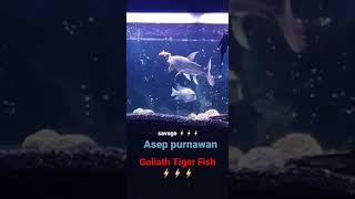 Big Size Goliath Tiger Fish attack his prey 😱🔥⚡ikansultan monsterfish monsterfishkeeper goliath [upl. by Alec]