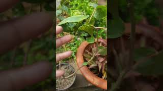 Sthala padma shayari ytshorts plants [upl. by Ruffo]