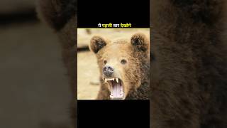 This is the trick to escape from the bear facts factsinhindi [upl. by Cornel]