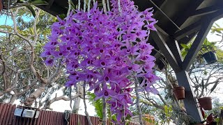 Garden update…… Orchid eating predators an amazing honohono and orchids show announcements [upl. by Malachy736]