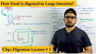 Digestion in the Large intestine [upl. by Anelav]