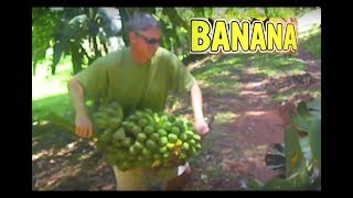 Saba Down The First Banana Harvest [upl. by Animor]