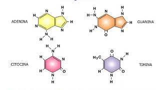 12  ADN cromosomas y replicación [upl. by Clayson]