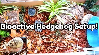 Setting Up a Bioactive Hedgehog Enclosure [upl. by Sands190]