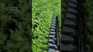 Coriander cultivation on seedling tray  smartfarming urbangardening  shorts [upl. by Daberath]