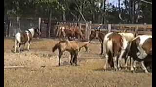 1995 Chincoteague Pony Penning [upl. by Ohaus]