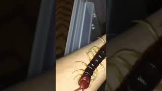 Scolopendra gigantea handling scolopendra [upl. by Nyliuqcaj]