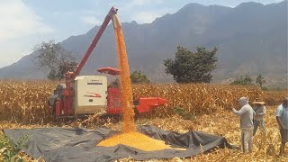 Cosechadora de Maíz en el Campo  Maquina cosechando maíz Amarillo [upl. by Nosaj]