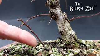 Winter pruning My Cotoneaster The Bonsai Zone Jan 2023 [upl. by Ohploda]