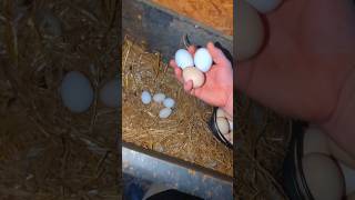 Collecting Chicken Eggs To Sell chickeneggs [upl. by Arlen954]