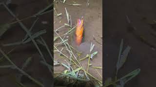 fishing foryou fyp net fish fishinglife viralshorts short [upl. by Morell]