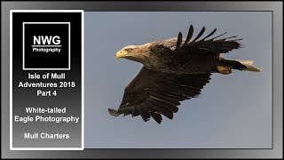 Mull 2018  Part 4  Whitetailed Eagle  Mull Charters Trip  Wildlife Photography  vlog  59 [upl. by Korry15]