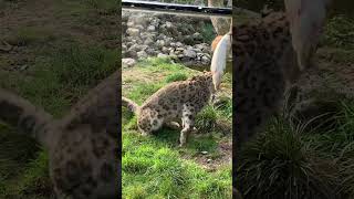 This snow leopard eats this lamb wildlife animals hunt [upl. by Sherie]