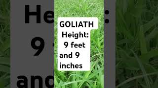 Goliath height [upl. by Ecneret]