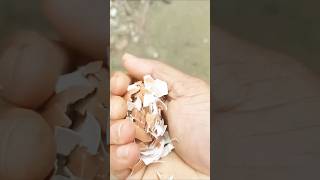 Calcium deficiency is compensated by feeding pigeons with eggshells yt eggshell pigeon ytviral [upl. by Accissej]