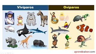 Ciências Reino animal  Ovíparos e Vivíparos [upl. by Tani]