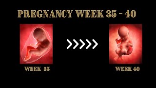 Pregnancy Week By Week Week 35 to 40  What to Expect Pregnancy [upl. by Asher]