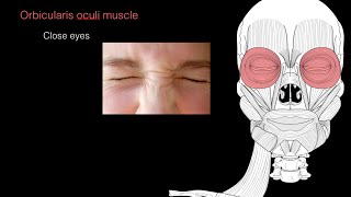 Muscles of facial expression [upl. by Cykana]